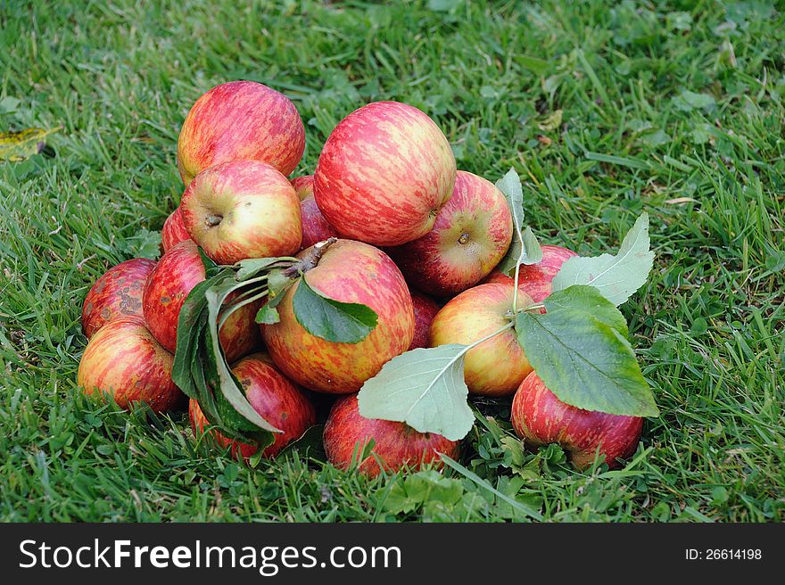 Many fresh Apples on the grass