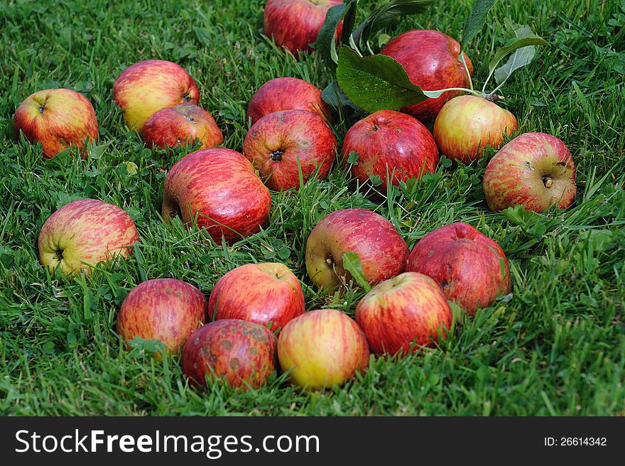 Apples on the grass