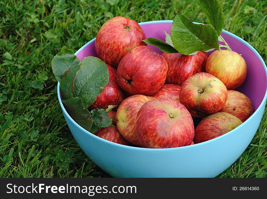 Many apples in a bowl on the grass.