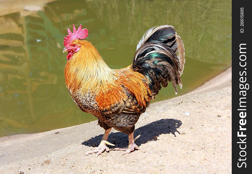 Beautiful Rooster
