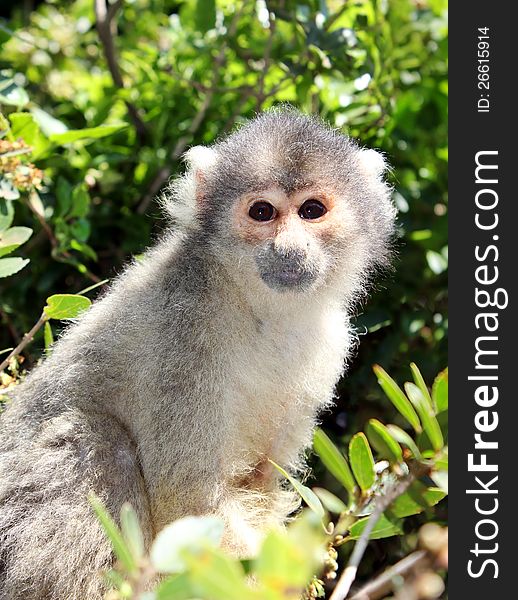 Squirrel monkey sitting on tree branch