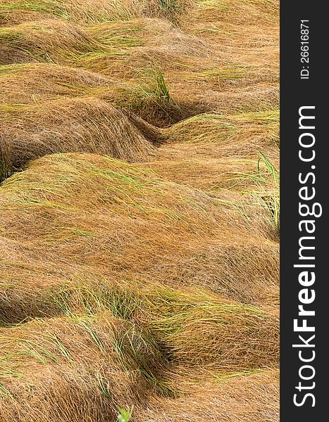 Background of lying marsh grass. Background of lying marsh grass