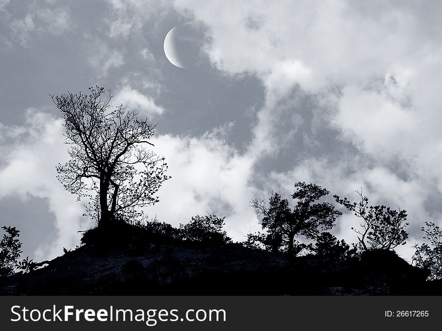 Trees under starry sky with moon. Trees under starry sky with moon