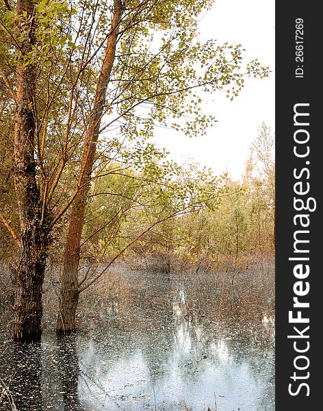 Tree into the swamp in spring