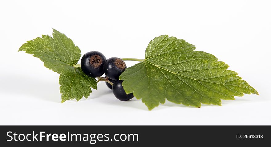 Blackcurrants with green leaves on the withe background