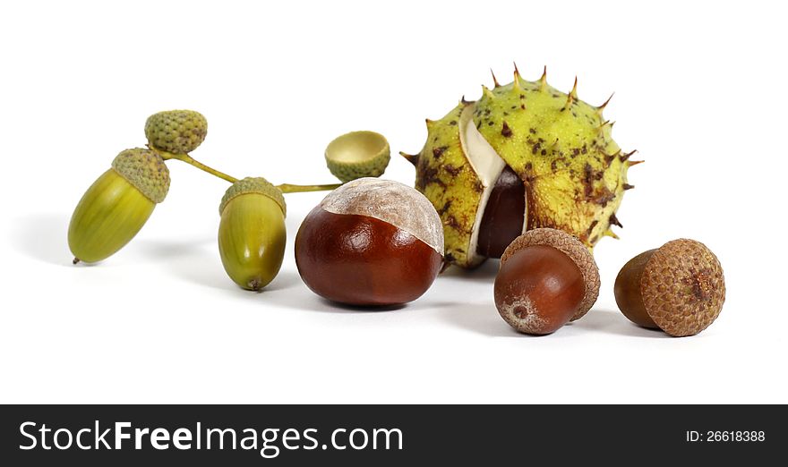 Chestnuts and acorns on the white background