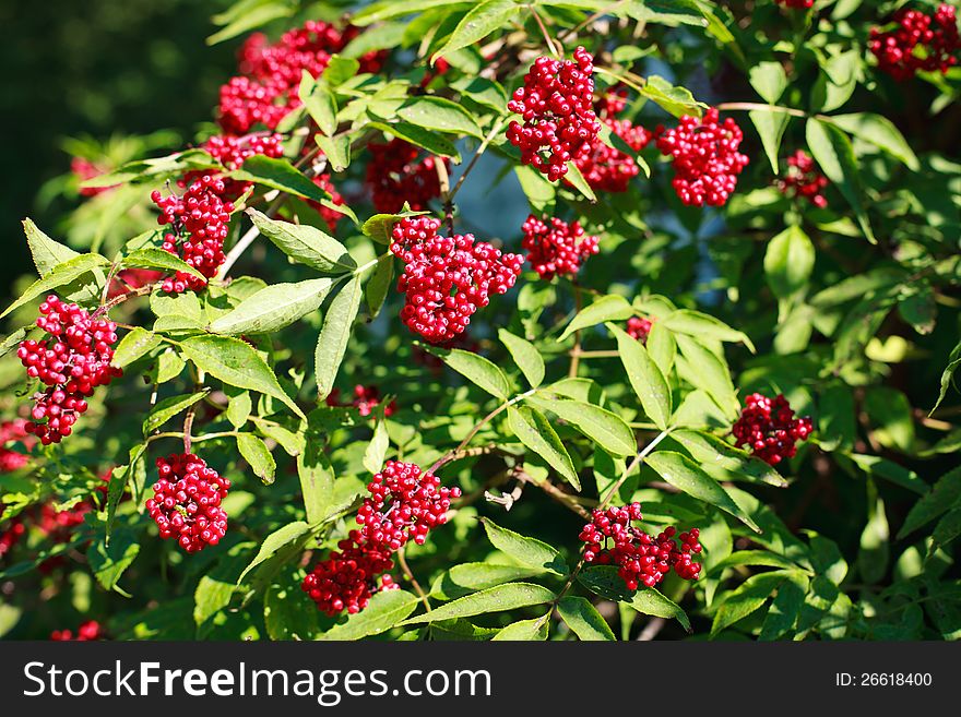 Red elderberry on green branches.