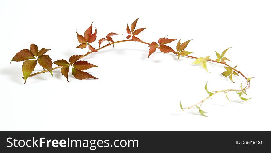 Twig of a climbing plant. Twig of a climbing plant