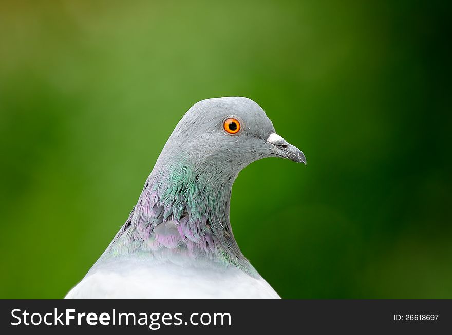 A close-up of a grey pigeon in profile against a green background. A close-up of a grey pigeon in profile against a green background