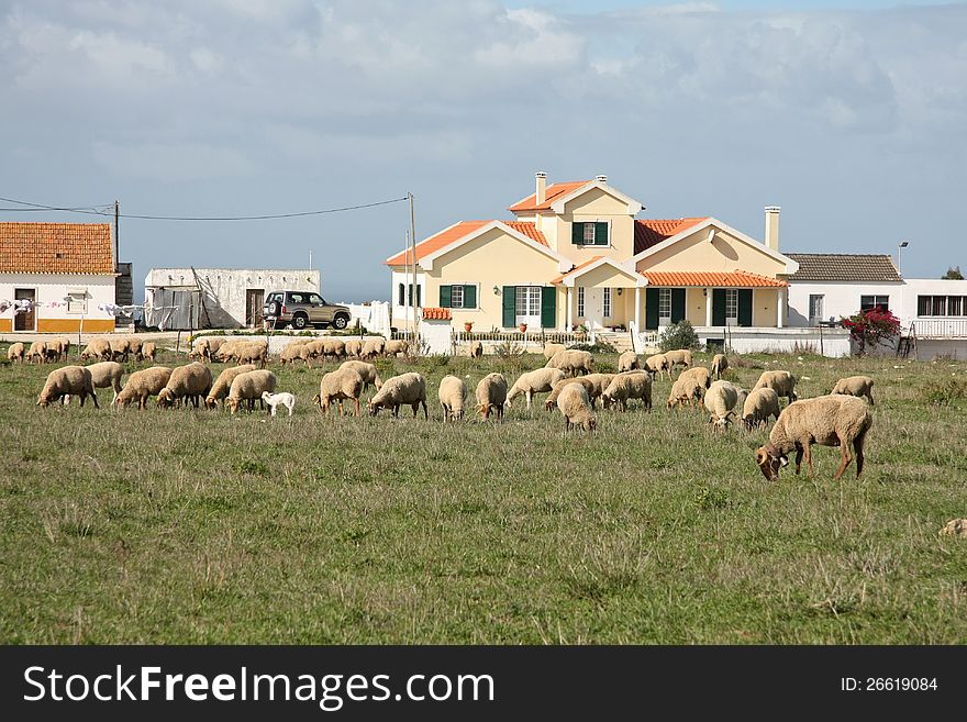 A flock of sheep grazing near a village house. A flock of sheep grazing near a village house
