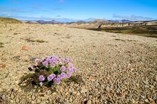Landmannalaugar Mountains With Flowers Stock Photography Landmannalaugar Mountains With Flowers Stock Photography