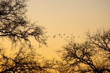 Cranes That Fly In The Evening Light Stock Images