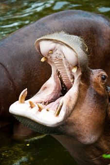 Hippopotamus Stock Images Hippopotamus Stock Images