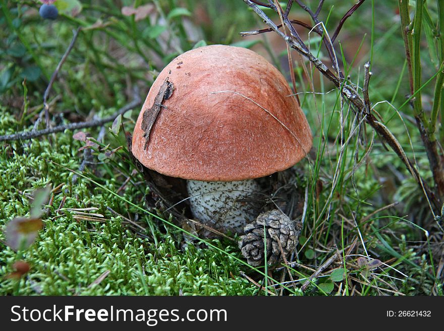 Mushroom orange cap boletus among the branches of blueberries. Mushroom orange cap boletus among the branches of blueberries