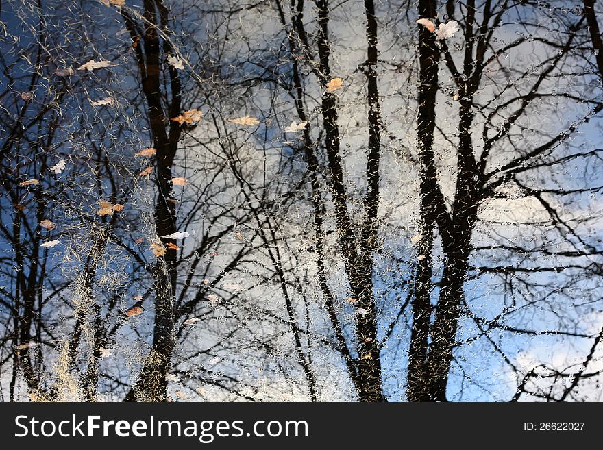 Bare branches of the trees, reflected in a  puddle  with fallen leaves. Bare branches of the trees, reflected in a  puddle  with fallen leaves