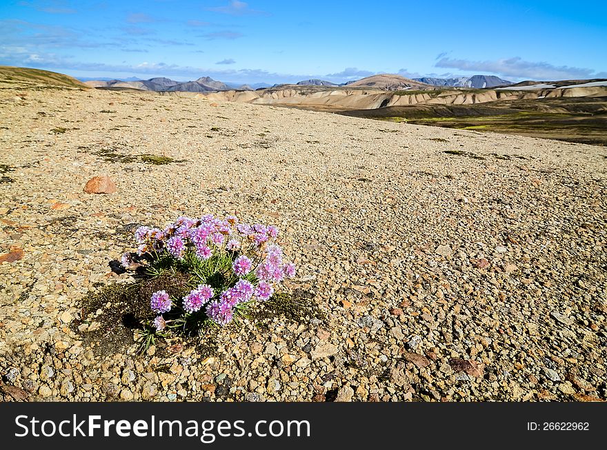 Landmannalaugar mountains with flowers