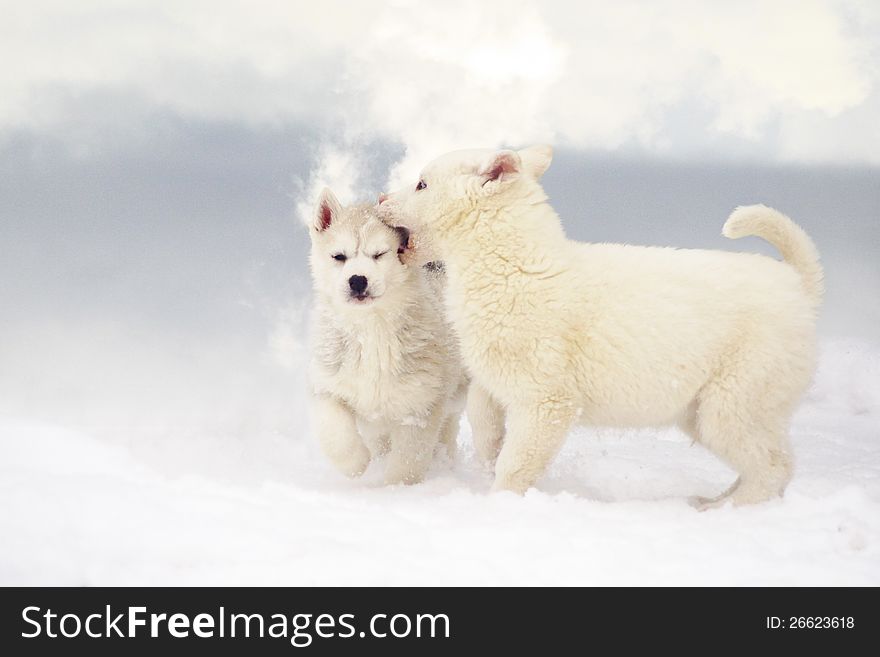 Two puppies of Siberian Huskies very much love a frost. Two puppies of Siberian Huskies very much love a frost