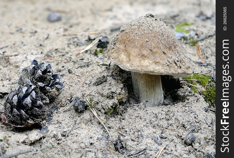 Fresh edible mushroom. Gyroporus castaneus, or commonly the chestnut bolete