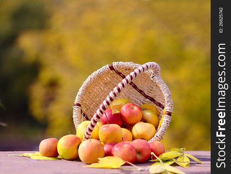 Red Apples in the Basket