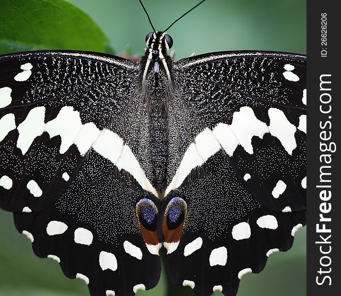 Citrus Swallowtail Butterfly  &x28;LXXX&x29;