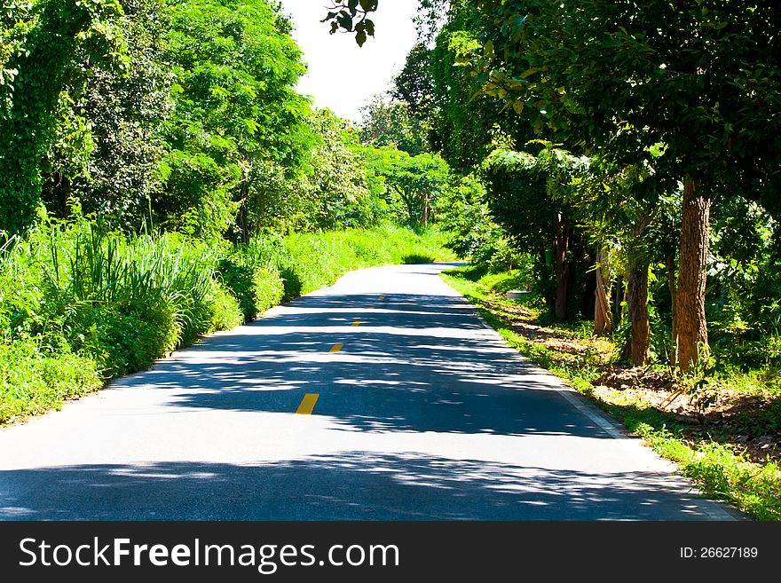 Road with trees on both sides in chiang mai of Thailand