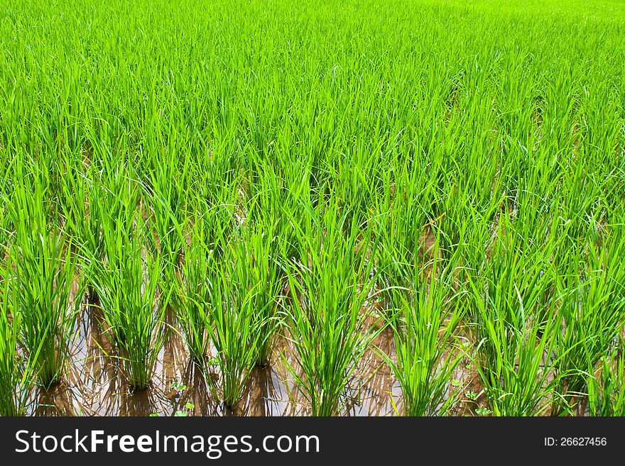 Rice field green grass in Thailand