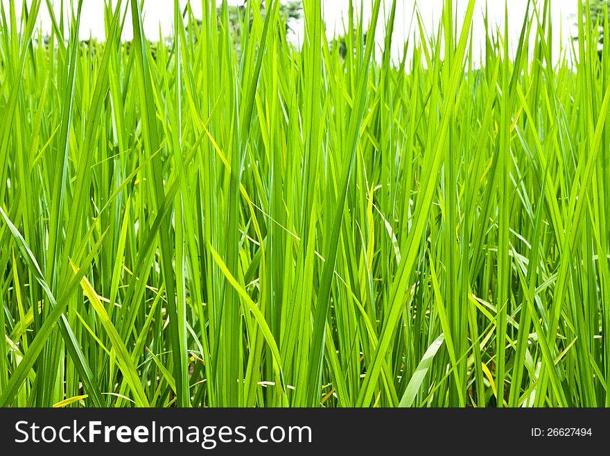 Rice field green grass in Thailand