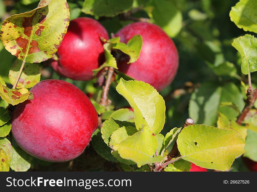 A cluster of ripe, red apples, ready for the fall harvest. A cluster of ripe, red apples, ready for the fall harvest.