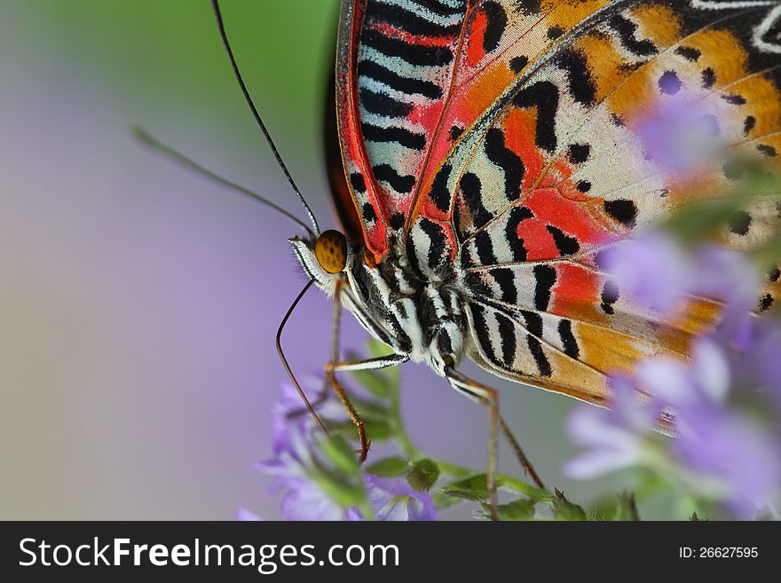 The Lacewing Butterfly is slurping nectar from the flower.