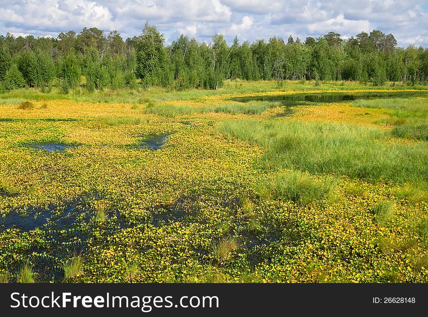 Landscape with a yellow calla Marsh. Landscape with a yellow calla Marsh