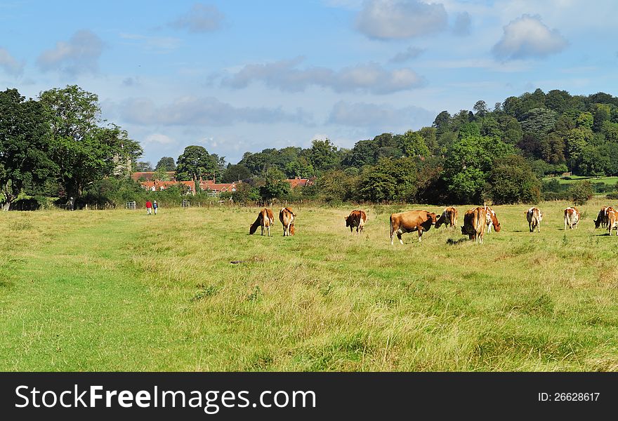 Grazing Cattle In An English Meadow