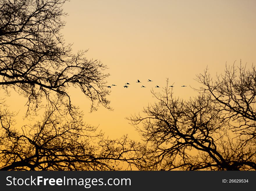 Cranes that fly in the evening light over a tree