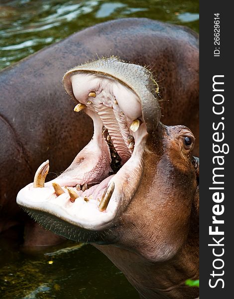 Hippopotamus in Chiang Mai Night Safari