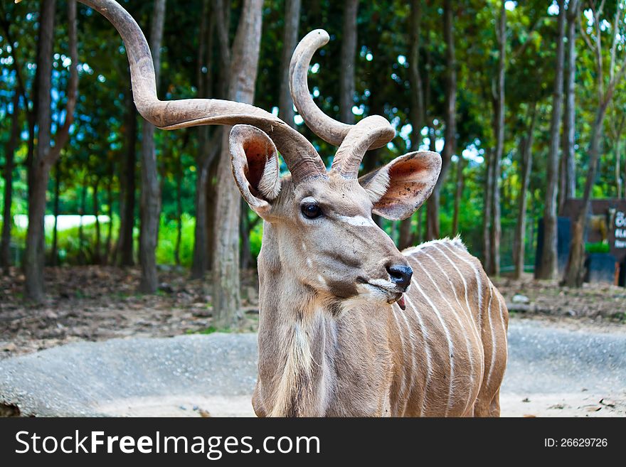 Kudu Antelope in chiang Mai Night Safari