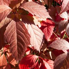 Parthenocissus Quinquefolia Royalty Free Stock Photography Parthenocissus Quinquefolia Royalty Free Stock Photography