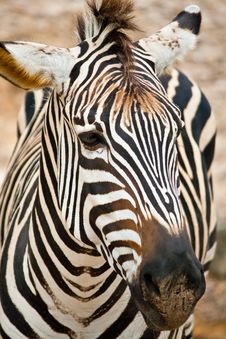 Portrait Of Zebra Stock Image
