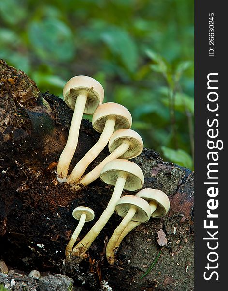 Non-edible mushrooms on an old fallen tree
