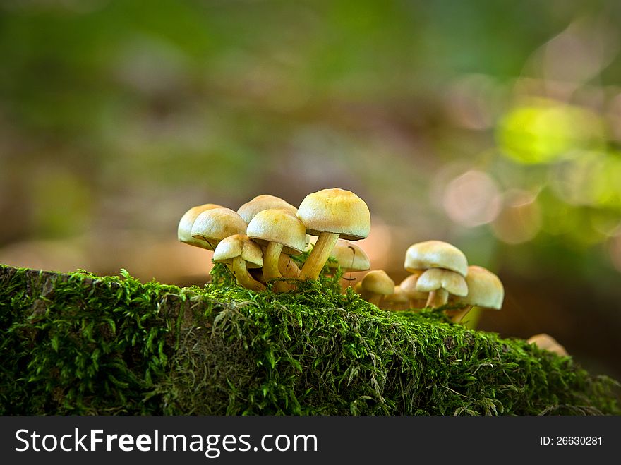 Non-edible mushrooms on an old fallen tree