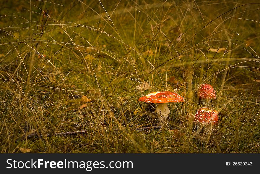 Poisonous fungus with a beautiful red hat and white dots, Amanita muscaria. Poisonous fungus with a beautiful red hat and white dots, Amanita muscaria