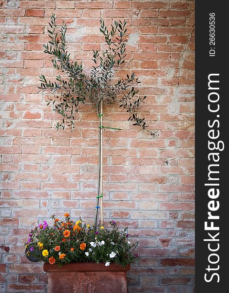 Olive tree on brick background, Tuscany, Italy