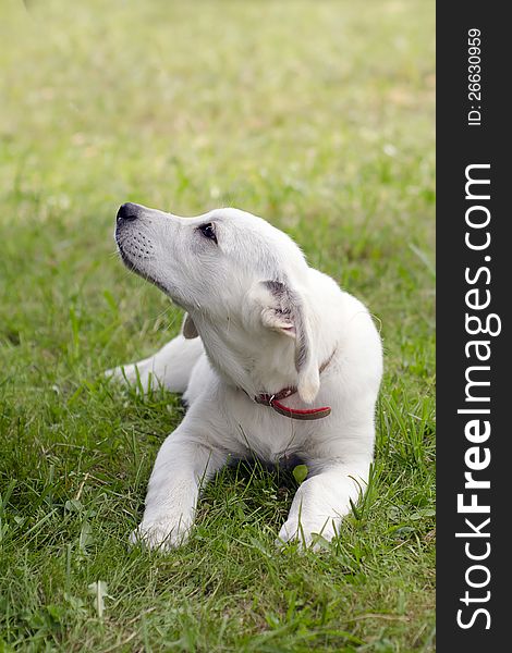 White Labrador dog puppy lying on a grass.