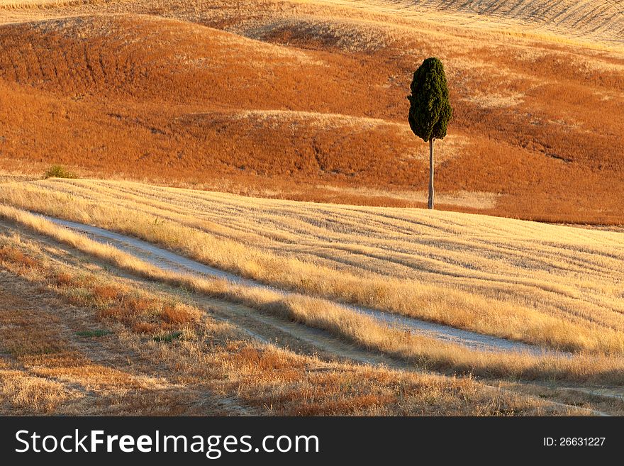 Lonely cyprus, Tuscan countryside near Pienza, Tuscany, Italy. Lonely cyprus, Tuscan countryside near Pienza, Tuscany, Italy