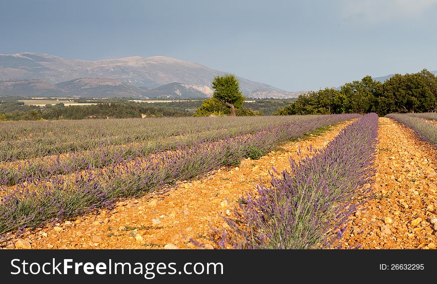 Blooming Lavender Field, Provence, France