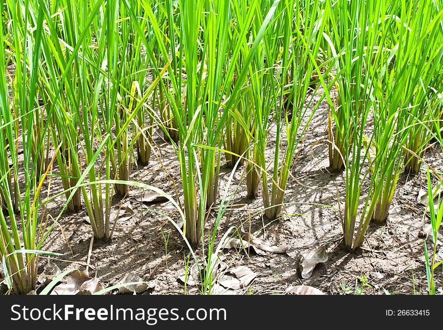 Rice field green grass in the country closeup