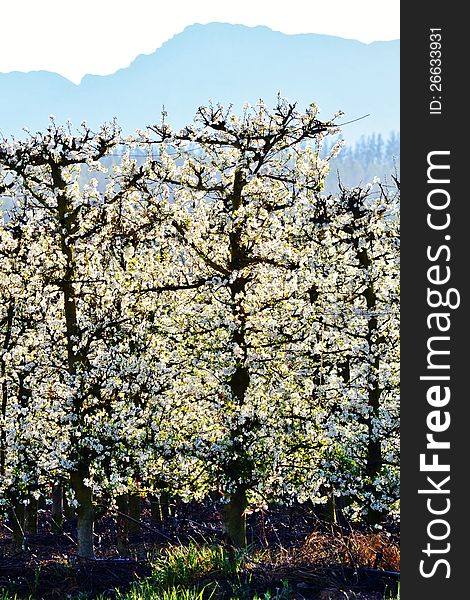 Blossoming fruit trees on a swartland farm