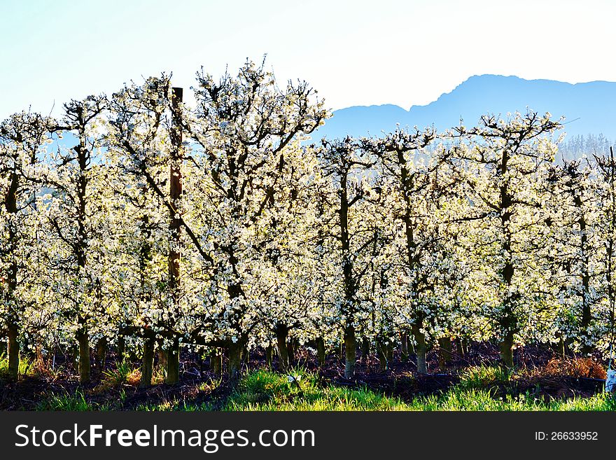 Blossoming fruit trees on a swartland farm