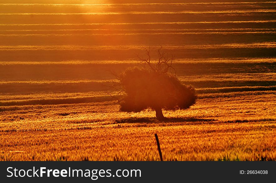 Landscape of lonely tree in wheat field at sunrise