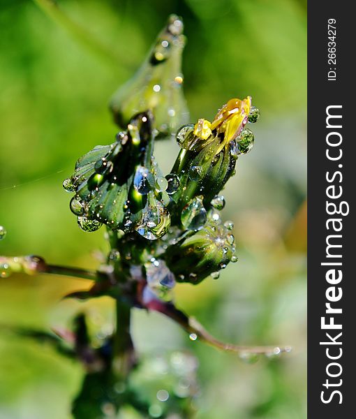 Dandelion With Raindrops