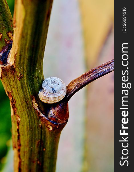 Close up of garden snail on aloe vera