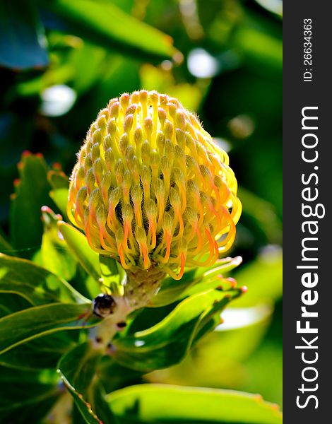Pincushion Protea Bud